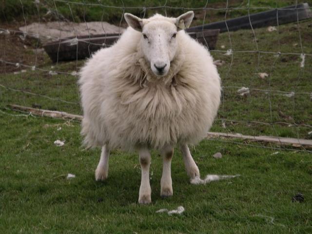 Überall Schafe