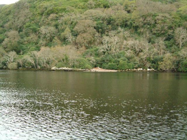Ufer am Muckross Lake