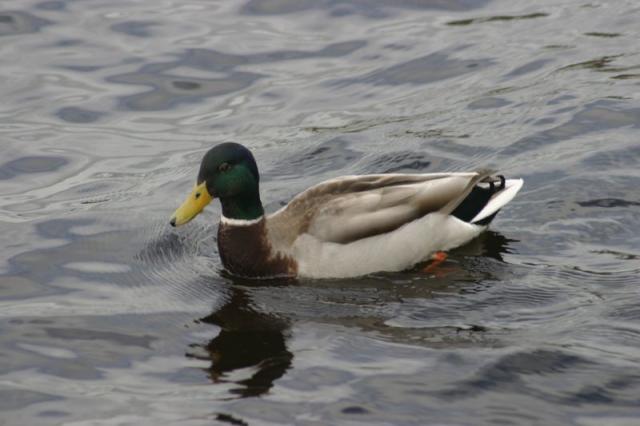 Ente auf Muckross Lake