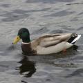 Ente auf Muckross Lake