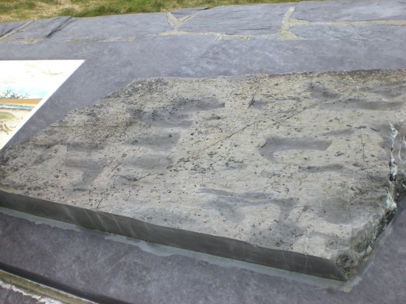 Tetrapod Trackway