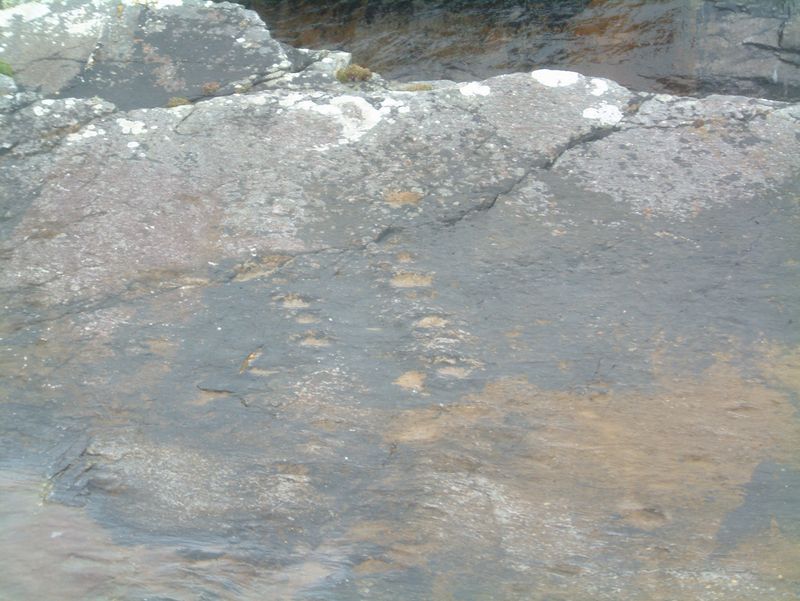 Tetrapod Trackway