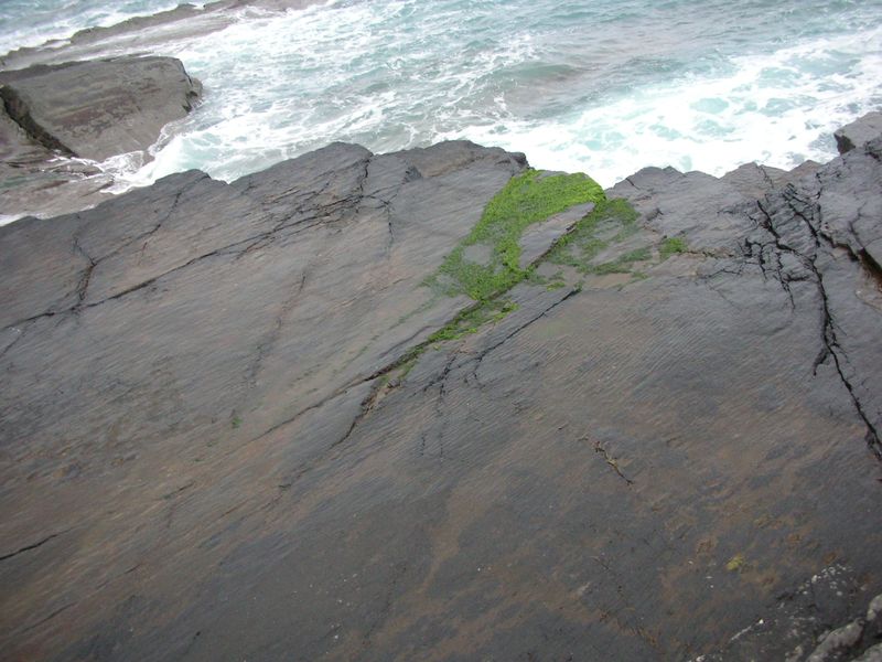 Tetrapod Trackway