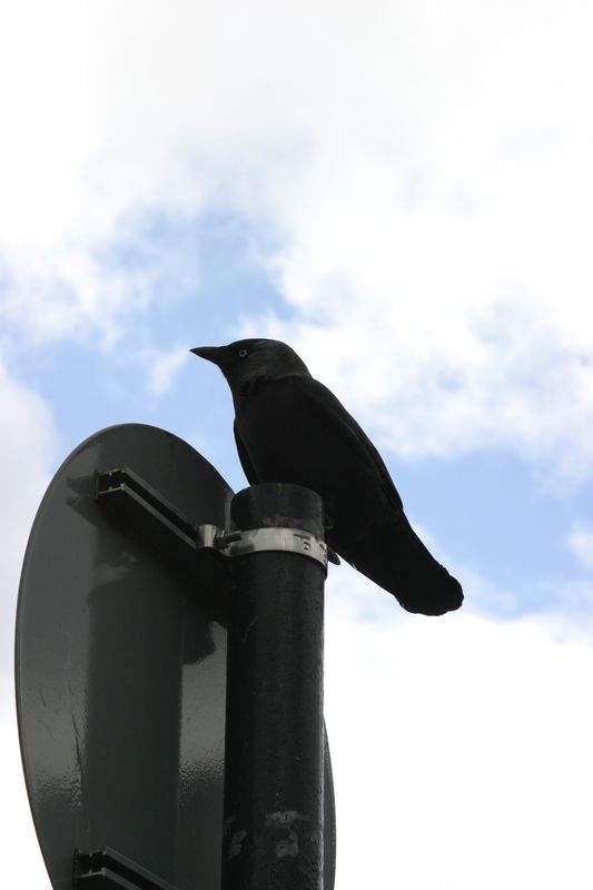 Krähe am Stiel