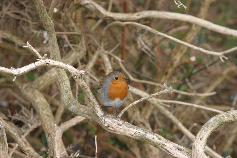 Killarney National Park