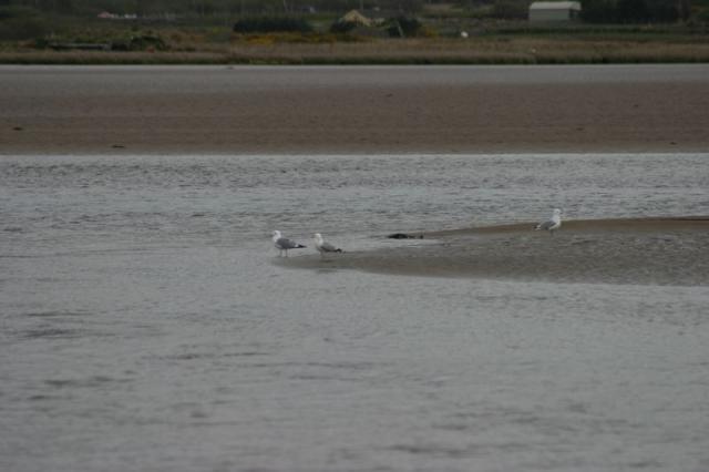 Am Strand von Waterville