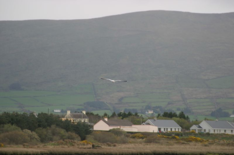 Am Strand von Waterville