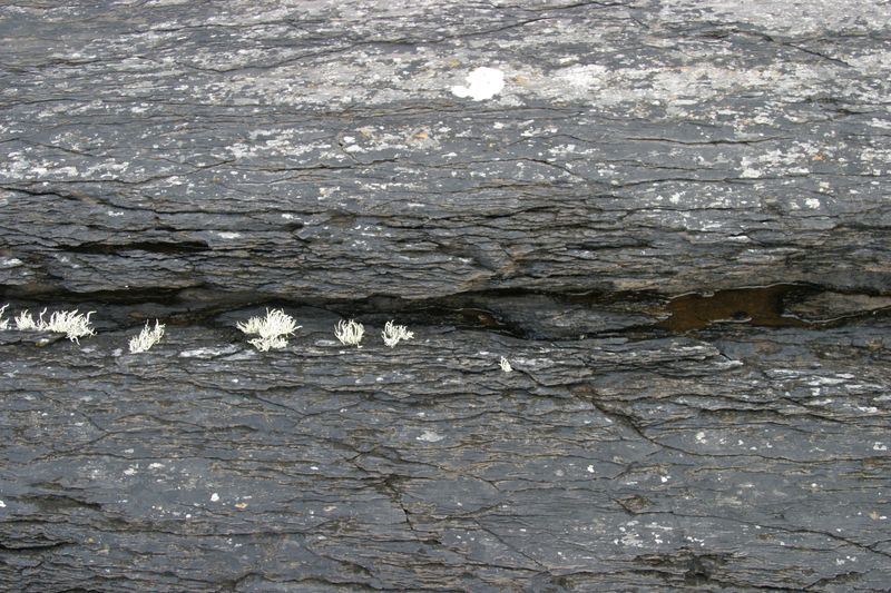 Bewuchs auf dem Fels