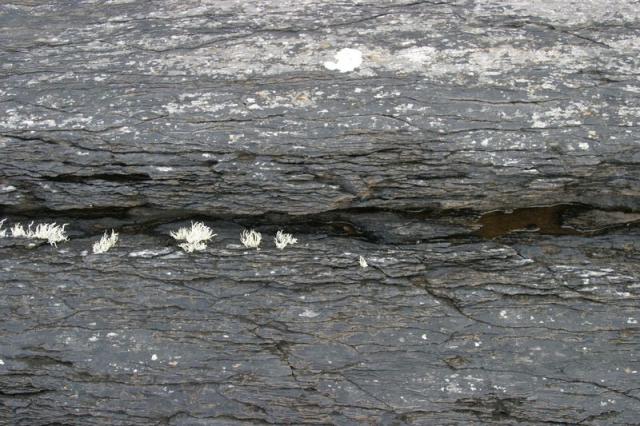 Bewuchs auf dem Fels