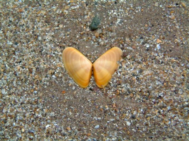 Muschel am Rossbeigh Strand