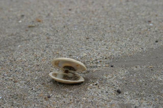 Muschel am Rossbeigh Strand
