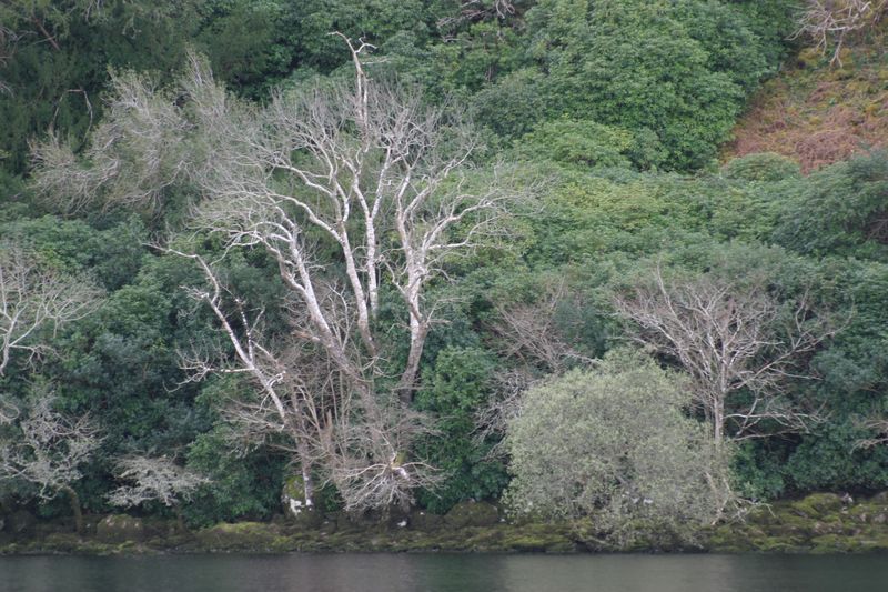 Ufer am Muckross Lake