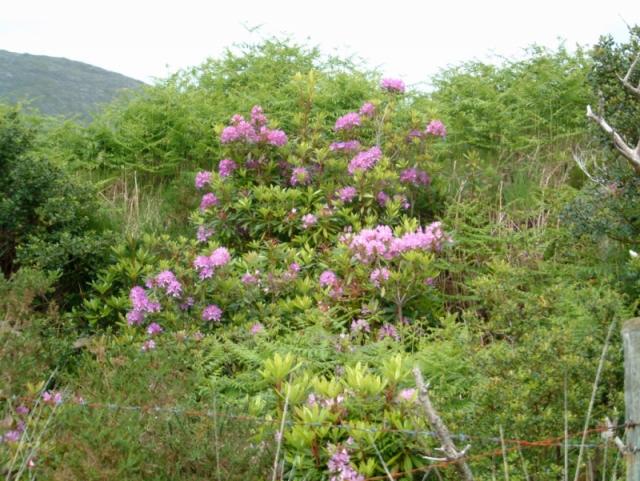 Rhododendron