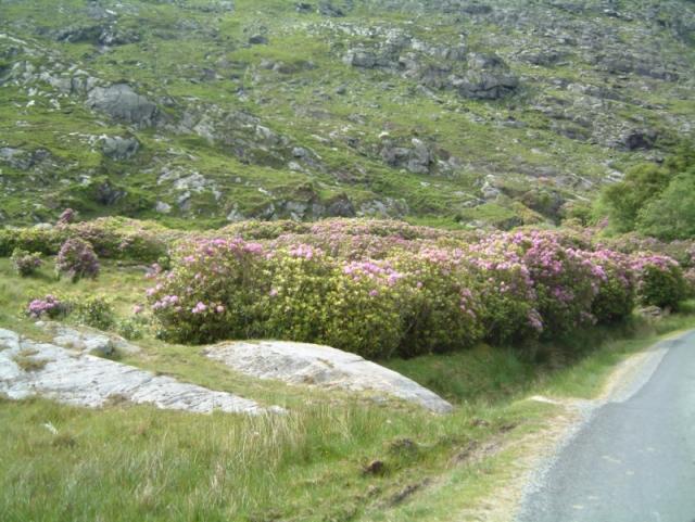 Rhododendron