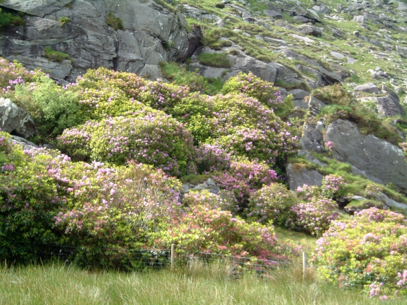 Rhododendron