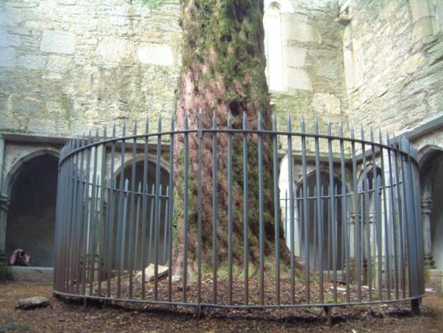 Muckross Abbey