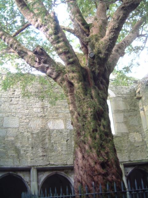 Muckross Abbey
