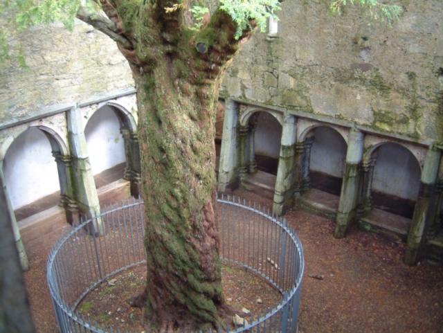 Muckross Abbey