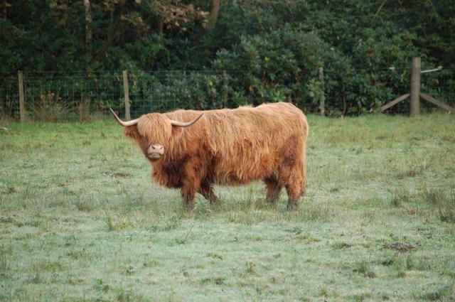 Hochlandrind