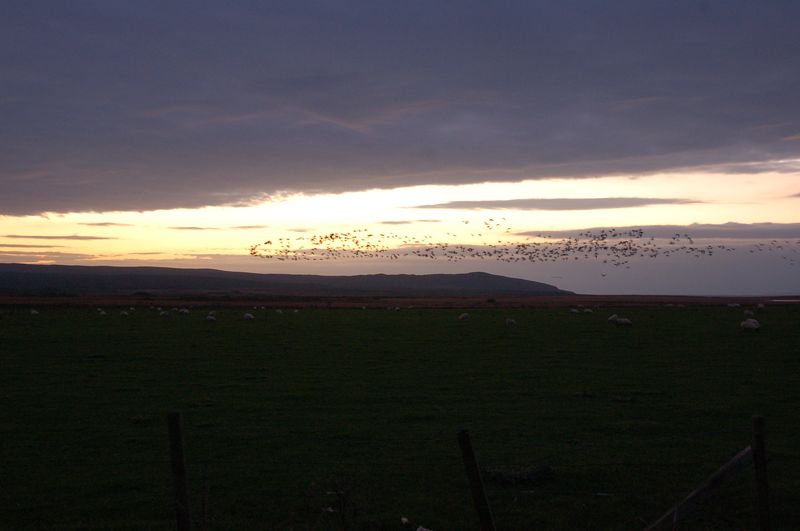 Vögel im Abendlicht