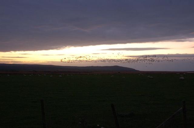 Vögel im Abendlicht