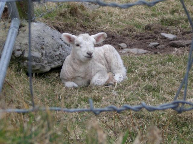 Mary had a little lamb