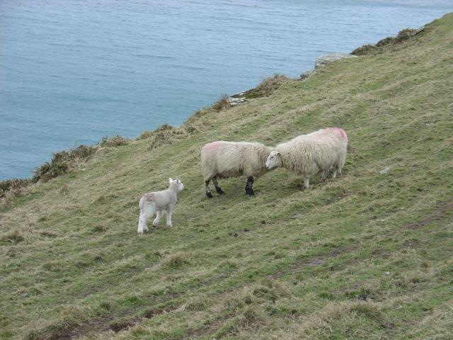 Sheep on the hill