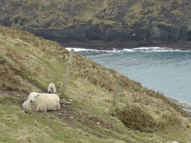 Sheep on the hill
