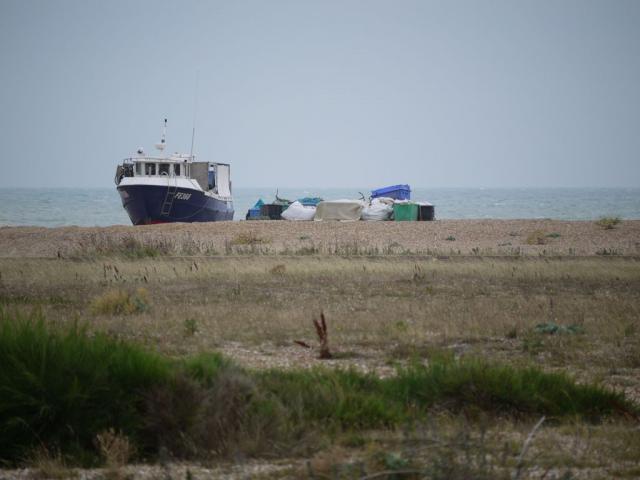 Dungeness